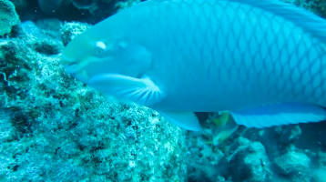 stoplightparrotfish5808